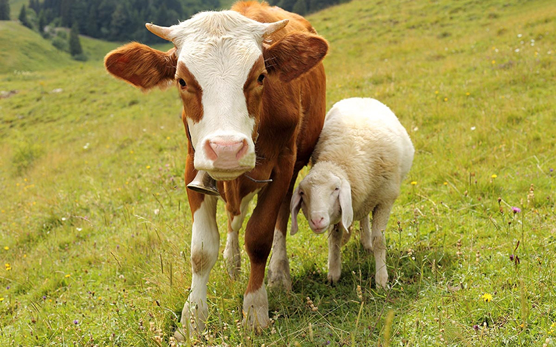 Sheep & Cattle