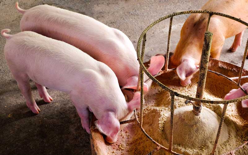 Pig eat feed powder