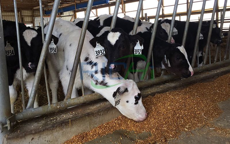 cattle feed mills